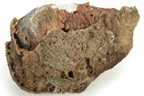 Agatized Fossil Coral Geode - Florida #188123-2